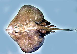 Malacoraja spinacidermis_06.jpg